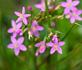 Beautiful close-up of centaurium erythraea