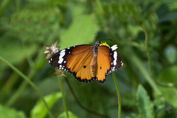 butterfly on a flower