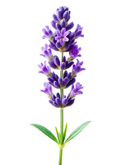 Obraz premium lavender flower isolated on white background,png,ai generated.