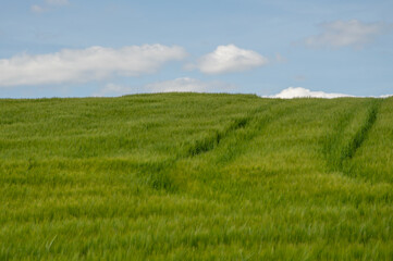 Lush green barley plants thrive in a vast field, basking in sunlight with a few fluffy clouds overhead, indicating a picturesque day