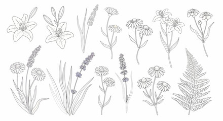 Delicate botanical line art featuring lilies daisies lavender and a fern frond.
