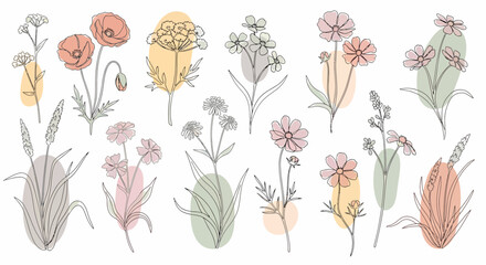 Delicate floral line art with pastel color accents featuring poppies cosmos and meadow grasses. © KMB