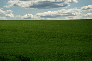 Lush green wheat field stretches across the landscape, framed by a vibrant sky adorned with fluffy...