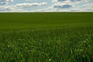A lush green wheat field stretches towards the horizon, illuminated by sunlight and dotted with fluffy clouds in the sky