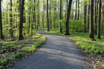 Forest path nature background