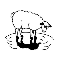 Sheep standing in a puddle with reflection on animal outline