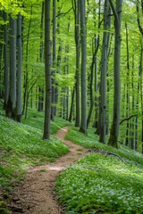 Forest path backgrounds nature scenery
