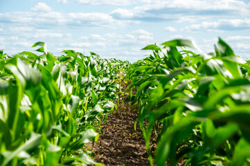 Rows of vibrant green corn plants grow tall in a sunny field, framed by a picturesque sky with...