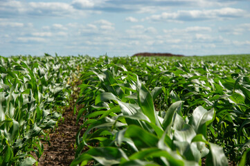 Rows of vibrant green corn plants flourish in the field, basking in sunlight beneath a partly cloudy sky, showcasing agricultural growth