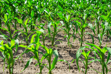 Young corn plants thrive in a sunlit agricultural field, highlighting the importance of...