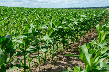 Rows of vigorous corn plants stretch across the landscape, basking under the sunlight in a rural...