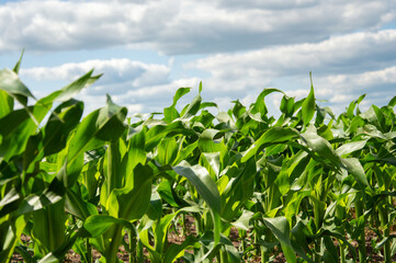 Rows of vibrant green corn plants thrive in a field, reaching towards a blue sky dotted with fluffy white clouds