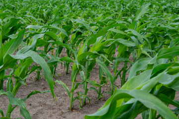 Lush green corn plants thrive in rows across a farm field, enjoying warm summer weather and ample...