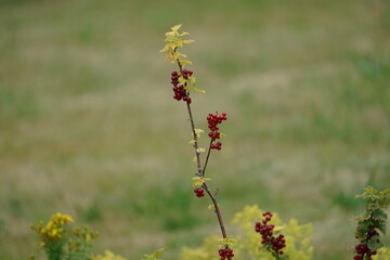 Strauch mit roten Johannisbeeren im Garten, Ribes rubrum