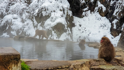 Fototapeta premium Japanese snow monkeys (macaques) relax at their natural hot spring, with one sitting on the rocky edge while another walks in the misty background against a snow-covered cliff in Nagano.
