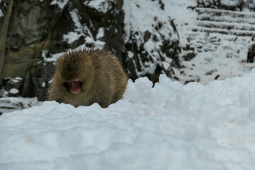 A furry Japanese macaque digs its head into a deep pile of fresh snow, foraging for food during a...