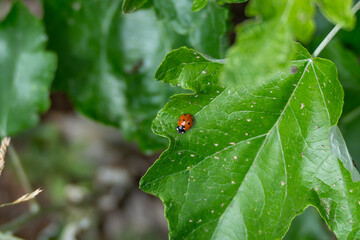 A bright red ladybug with black spots sits on a vibrant green leaf. The contrast between the insect...