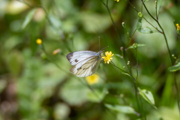 A butterfly with patterned wings sucks nectar from a small yellow flower. The delicate wing veins are clearly visible.