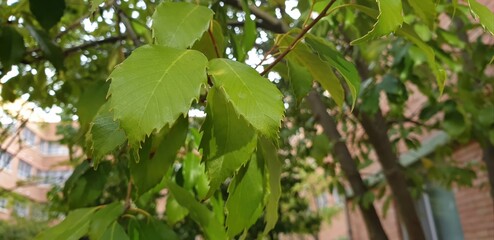 Young leaves of Quercus acuta in close-up view