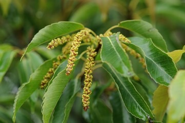 Male flowers of Quercus salicina