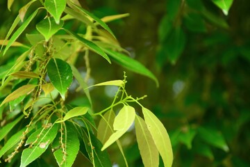 New leaves and flower buds of Quercus salicina