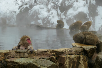A wild Japanese snow monkey looks to the side while resting in a warm onsen, part of a larger troop...