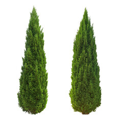 Majestic Green Tree with a Perfect Cone Shape isolated on white or transparent background
