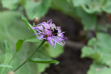 A bumblebee visits a purple thistle flower in full bloom. Its dark body with orange markings stands out clearly.