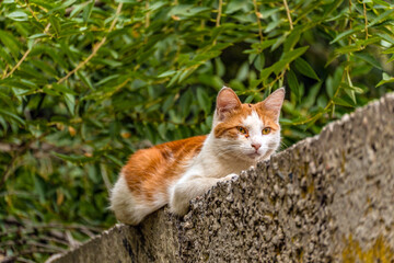 A red-and-white dirty mongrel stray cat lies on a concrete fence and looks into the distance, close-up.