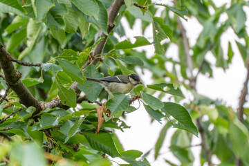Great Tit in a Deciduous Tree. A young great tit sits on a branch among dense green foliage. Its...