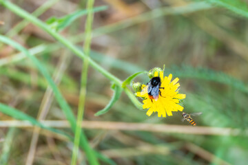 Bee and Hoverfly on Yellow Flower. A bee collects nectar while a hoverfly approaches the flower....