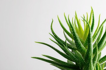 aloe vera plant in sunlight