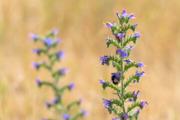 Bee on Viper's Bugloss Flower. A black and orange wild bee pollinates a Viper's Bugloss flower. The...