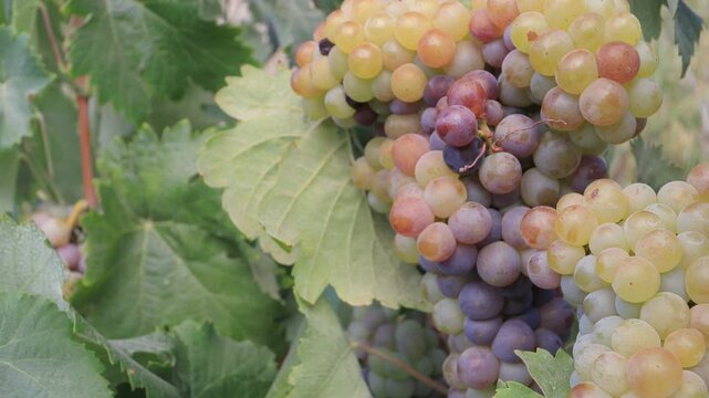 bunch of grapes