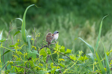 Two Birds Red-backed Shrikes on a Branch. Two small birds sit close together on a branch amidst...