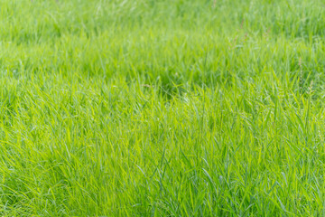 Fresh green grass. Lush green grass covers the area densely and evenly. The image exudes calm, freshness, and vitality.