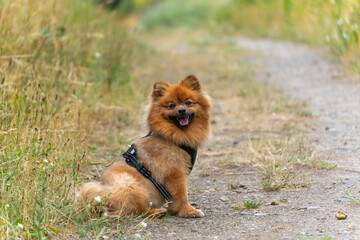 The small dog looks directly into the camera and appears to be smiling. His fluffy fur and the lush...