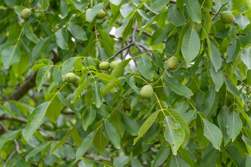 Walnut Tree. A walnut tree full of green leaves and unripe nuts. Healthy nature is reflected in lush green.