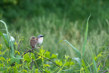 Bird Red-backed Shrikes. A close-up shows two birds sitting close together on a branch against a...