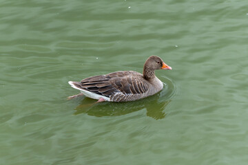 Greylag goose swims on green water. A greylag goose glides calmly across the water's surface. The waves are gently reflected in its feathers.