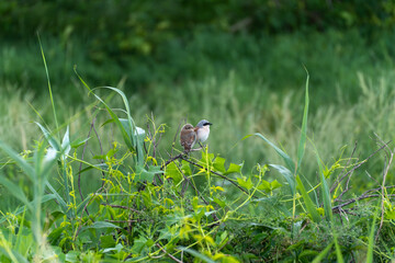 Two Birds Red-backed Shrikes on a Branch. Two small birds sit close together on a branch amidst fresh green leaves. A tranquil scene in a natural setting.