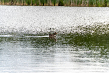 Goose swimming in profile. The goose glides calmly across the water, leaving behind small ripples. Its profile is clear and well lit.