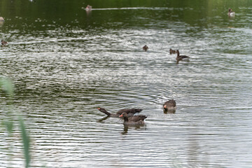 Group of Geese on Water. A group of geese swim together on the water. Their movements create gentle ripples on the surface.