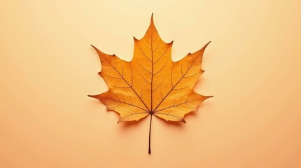 Single dry leaf — horizontal clean fall scene for presentations and seasonal branding.