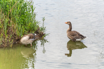 Two greylag geese near the shore. One greylag goose stands in the water, the other preens at the...