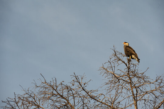 Carancho standing on a tree looks up at the blue sky.
