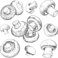 Set illustrations of champignon isolated on transparent background. Vector graphics