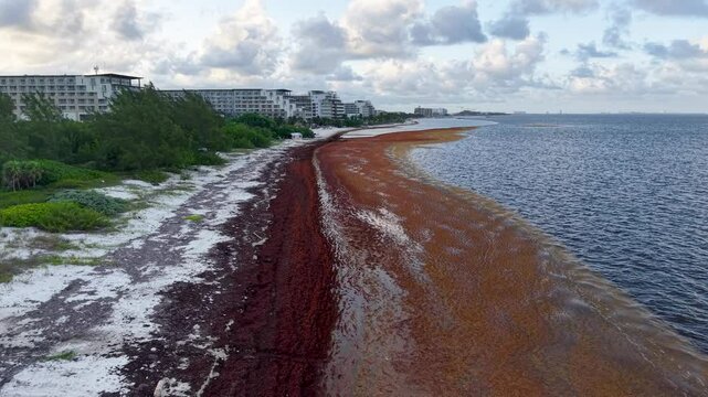 Dramatic Footage of Cancun's paradise coastline invaded by sargassum &mdash; showcasing the environmental clash between luxury resorts, mangroves, and ocean pollution.
