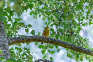 Greenfinch on a branch with bright bokeh. A greenfinch sits on a branch and looks attentively to...