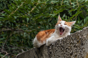 A red-and-white dirty mongrel stray cat lies on a concrete fence and yawns, opening its mouth and sticking out its tongue, close-up.